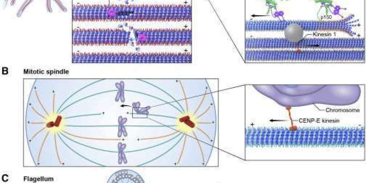 The Role of Cytoskeletal Technologies in Drug Delivery and Therapeutics