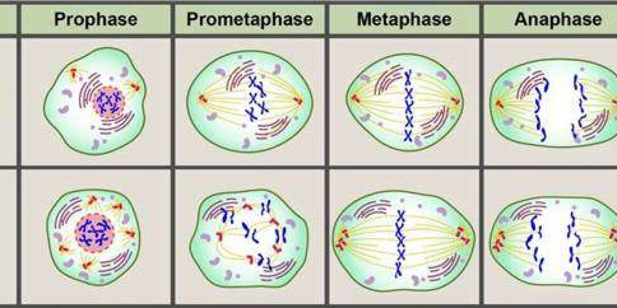 Unlocking Cancer Insights: CD BioSciences Launches Centrosome Antibody Development Program