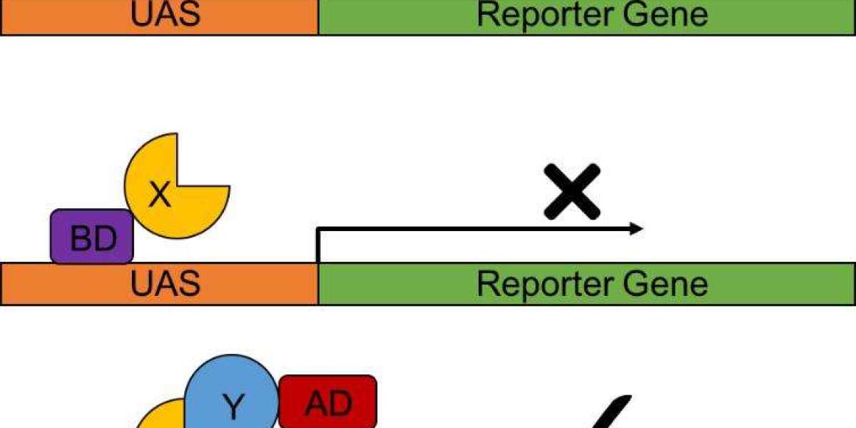 Understanding the Yeast Two-Hybrid Assay